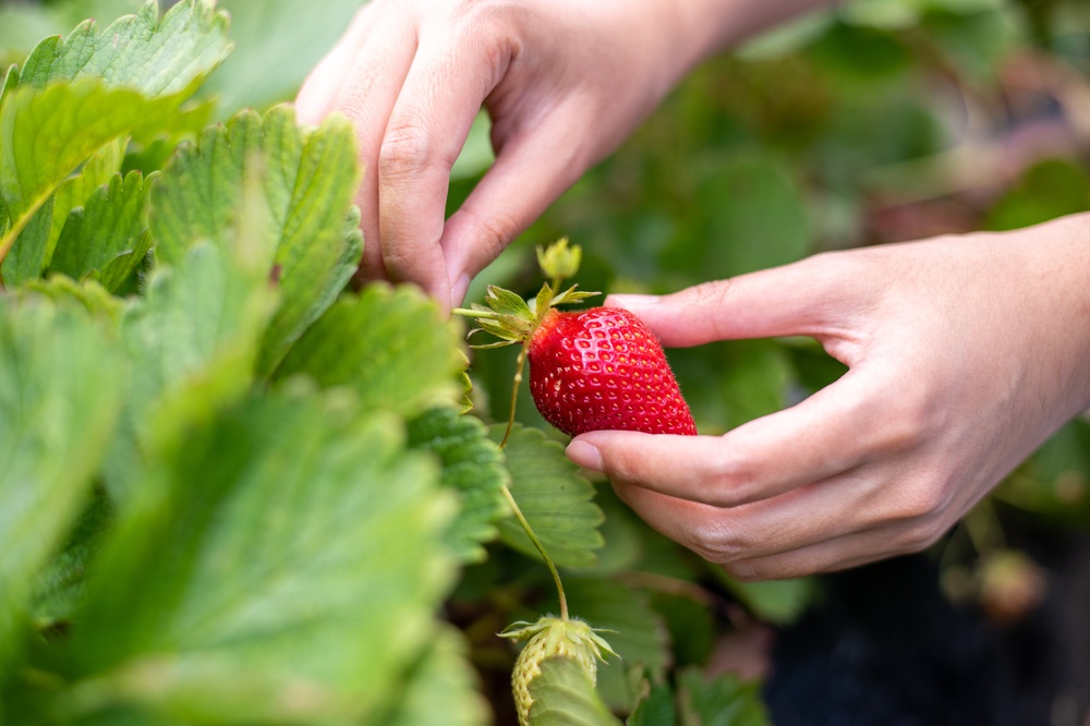 15 gardening tips for June - Little Mountain Garden Centre