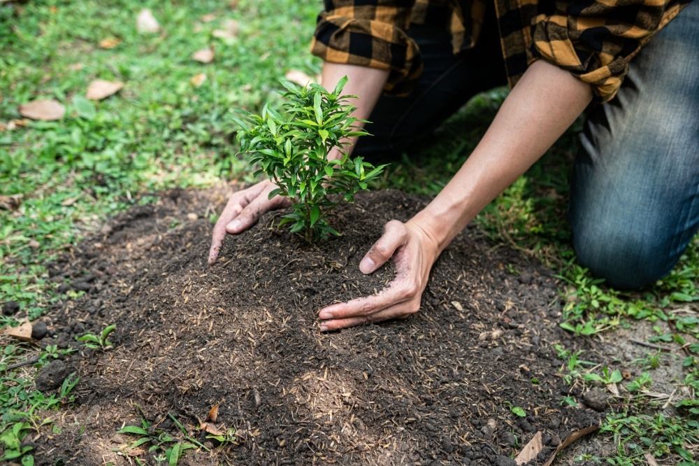 5 Basic Gardening Tips for Beginners - Little Mountain Garden Centre
