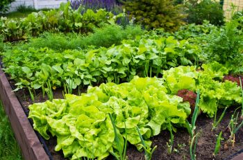 6 Common Vegetable Gardening Mistakes