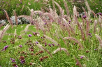 8 Great Ornamental Grasses to Grow