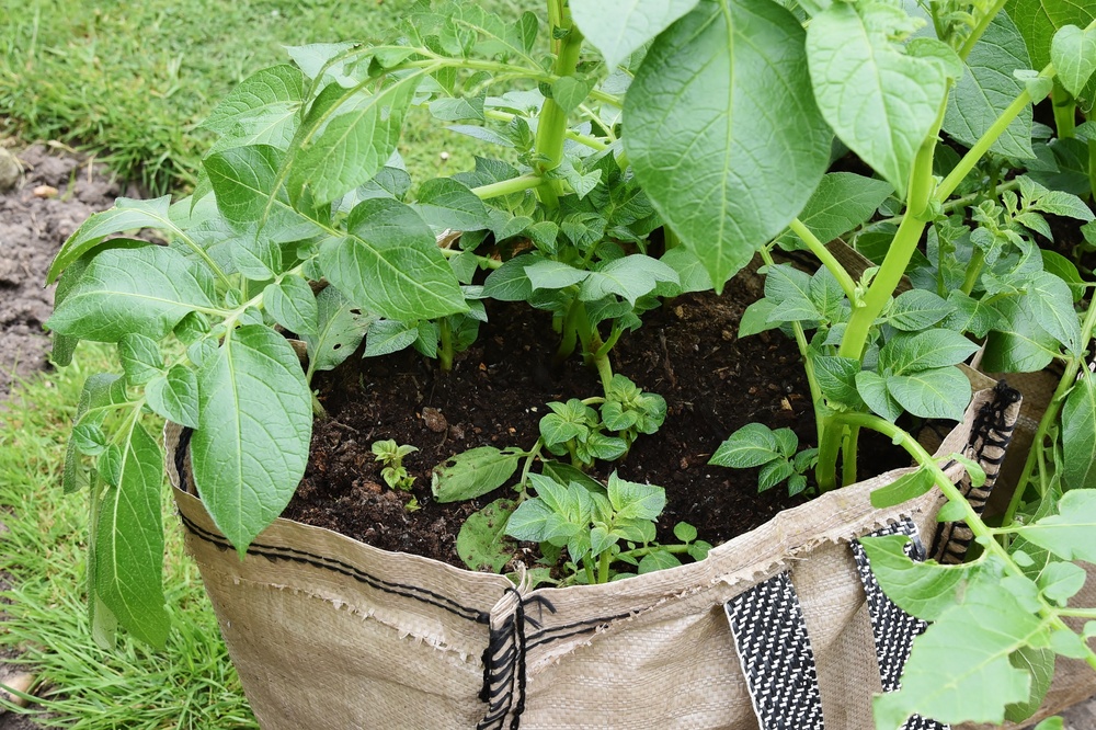 Benefits of growing in grow bags - Little Mountain Garden Centre