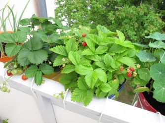 Crops to Grow in Containers