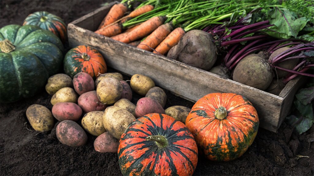 Your Guide to Fall & Winter Vegetable Gardening - Little Mountain ...