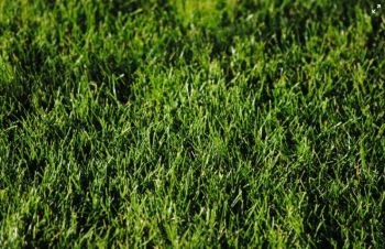 Fertilizing Your Lawn