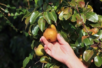 Harvest Apples and Pears