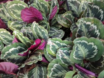 Houseplant Calathea