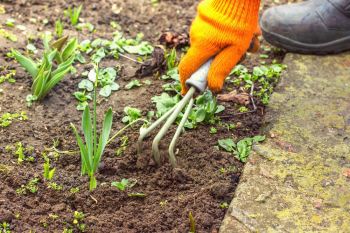 How to Get Rid of Garden Weeds