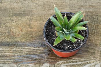 How to Grow a Pineapple Plant From a Top