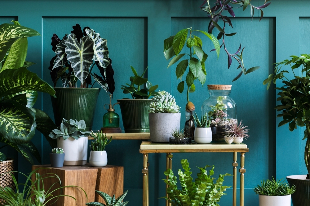 How to take care of house plants and tropical plants during winter