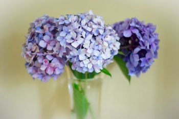 Hydrangea for the Garden and Home