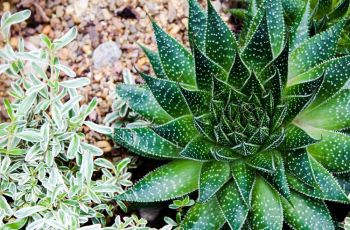 Landscaping With Succulents