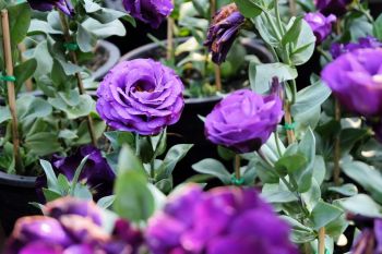 Lisianthus: Flower of the Moment