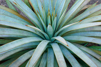 Our top 5 drought-tolerant plants