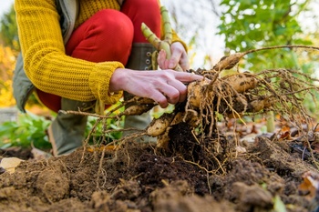 Prepare your garden for fall