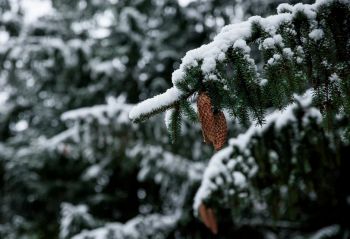 Protect Plants, Shrubs and Trees Against Frost