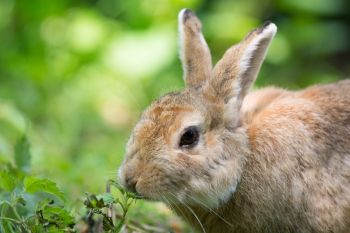 Rabbit-Proof Plants for Your Garden