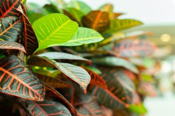 Houseplant of the month: Crotons