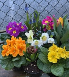 Early Spring-Flowering Plants