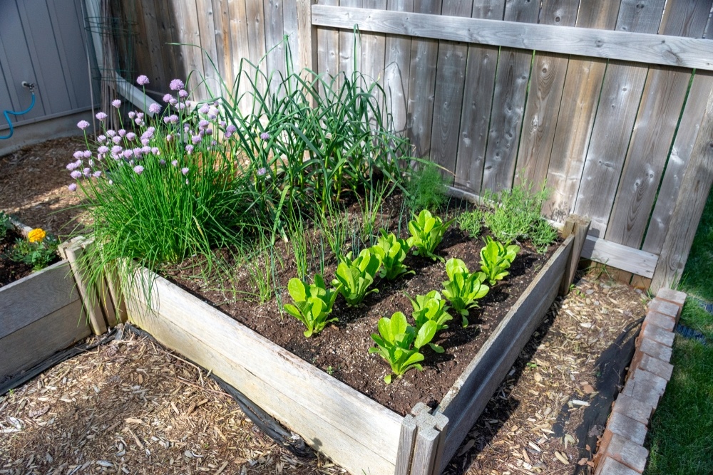 Square Foot Gardening - Little Mountain Garden Centre