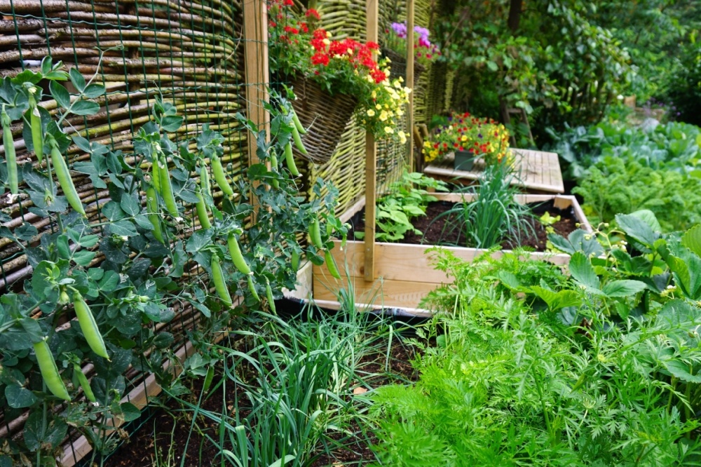 Tips for a successful kitchen garden harvest - Little Mountain Garden ...