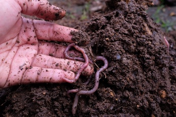 Tips for Healthy Soil