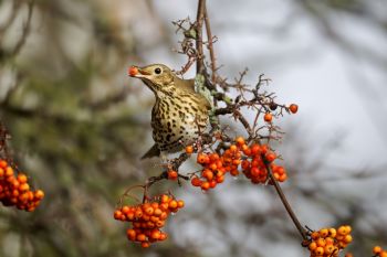 Tips on Feeding Garden Birds in Winter