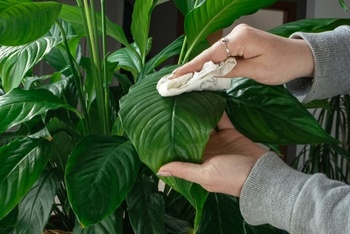 Tips to Keep Your Houseplants Healthy
