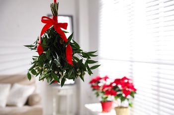 Top 3 Christmas plants