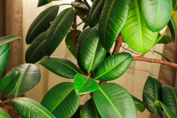 Top 6 Big Houseplant to Substitute Your Christmas Tree