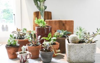Top Houseplant Care Tips