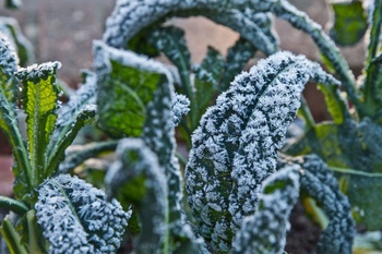 Vegetable Gardening in December