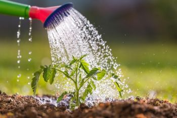 Water-wise gardening