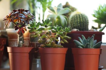 What to Do to Make Cacti and Succulents Thrive?