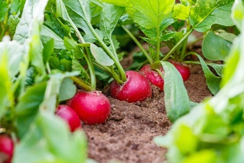 What to Sow in the Kitchen Garden in July