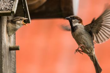 Why Birds Aren’t Visiting Your Garden (And How to Fix That)!