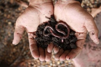 Why You Should Love Earthworms