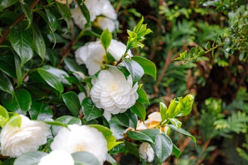 Winter bloomers that will make your garden shine