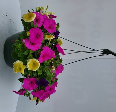 13" PETUNIA HANGING BASKET