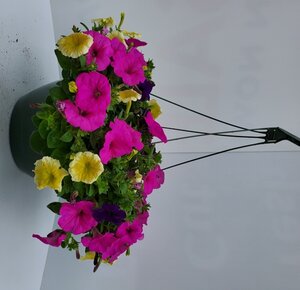 13" PETUNIA HANGING BASKET