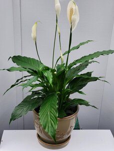 5 GAL Spathiphyllum