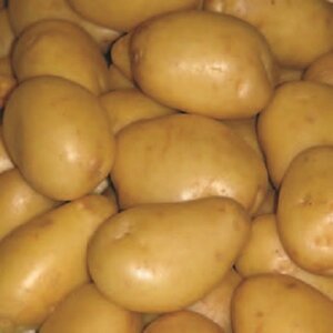 YUKON GOLD POTATO