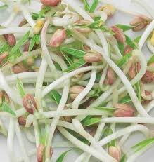SPROUTING SEED MUNG BEANS